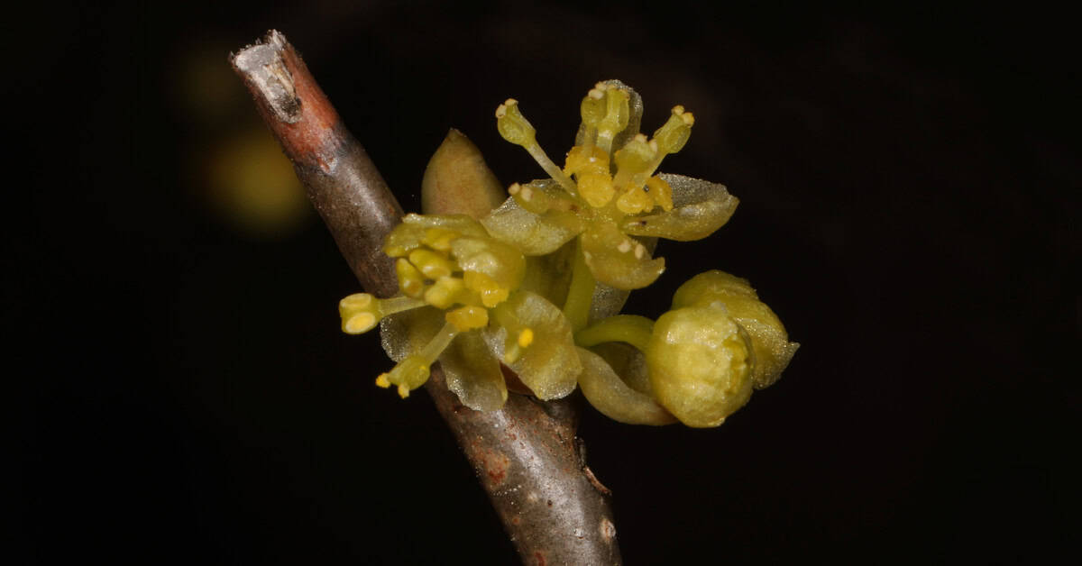 Spicebush