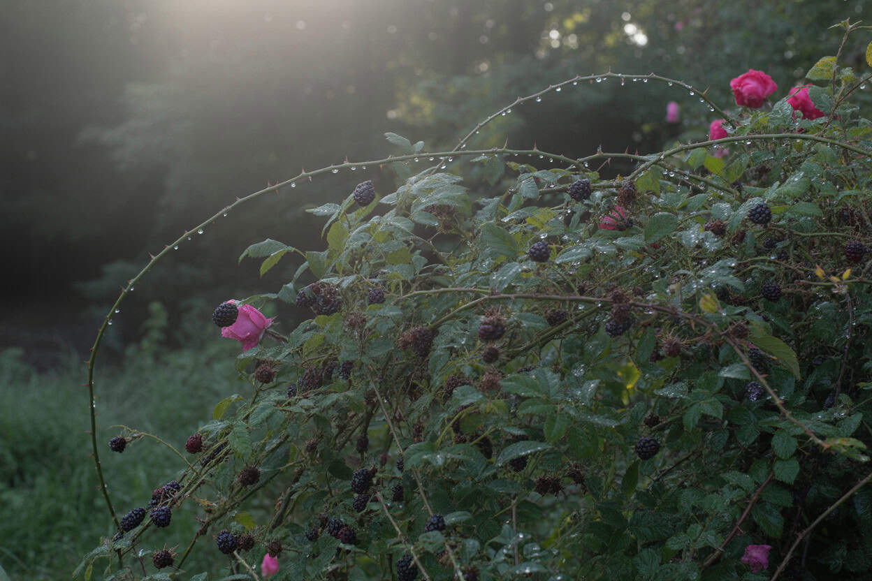 Thorny Thicket