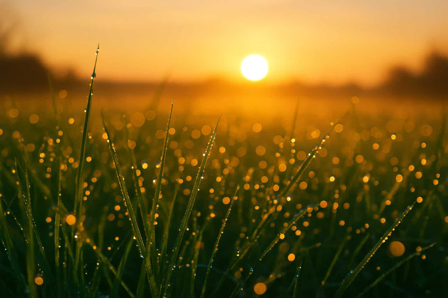 Dewy Grass