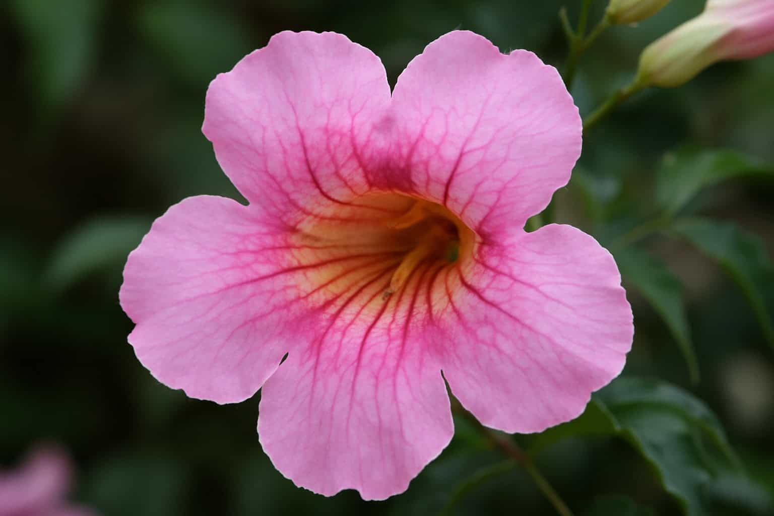 Pink Trumpet Flower