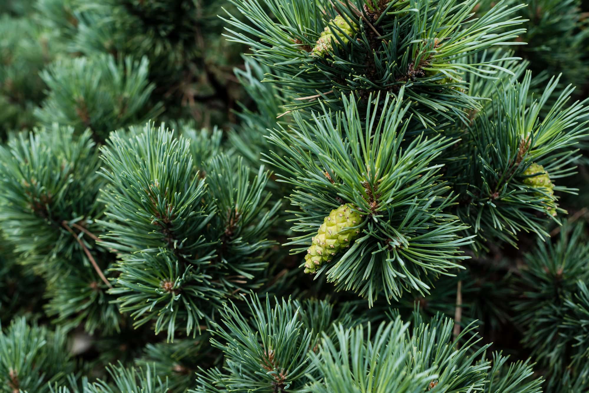 Green Pine Tree