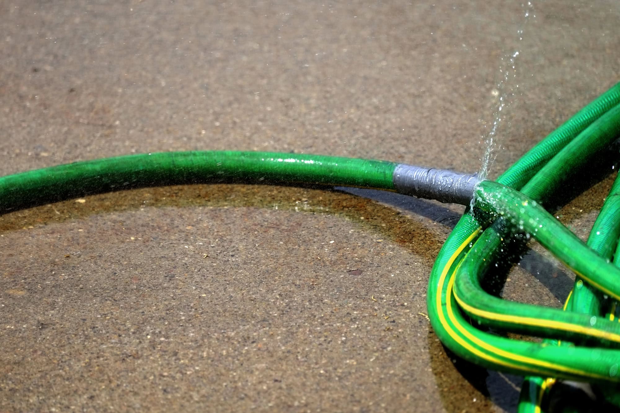 A small bird drinks from a puddle created by a dripping garden hose.