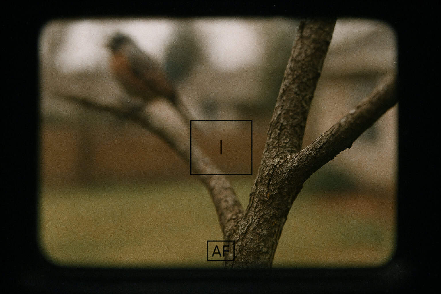 A photo where the branch is in focus but the bird is blurry.