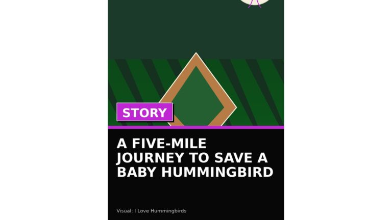 a five mile journey to save a baby hummingbird wp featured