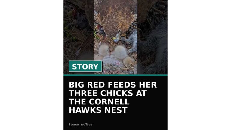 big red feeds her three chicks at the cornell hawks nest wp featured