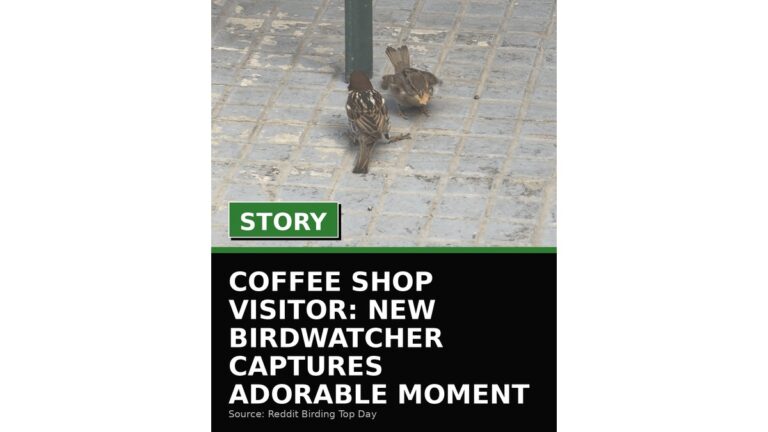 coffee shop visitor new birdwatcher captures adorable moment wp featured 4