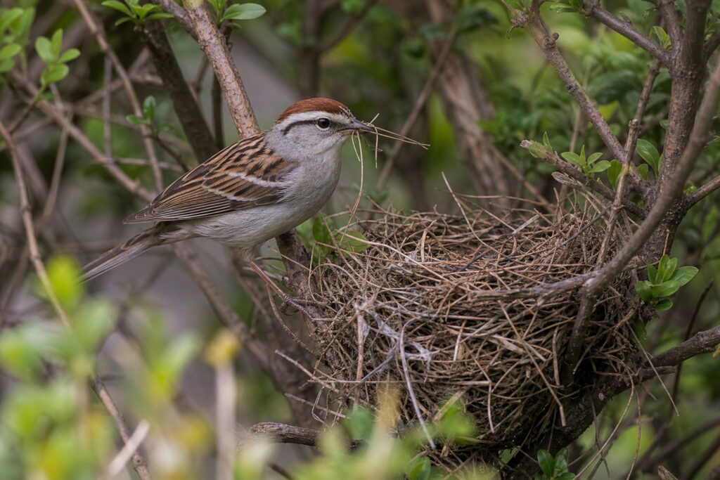 Why Chipping Sparrows Rebuild Their Nest Three Times a Season (And What Keeps Breaking It)