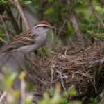 Why Chipping Sparrows Rebuild Their Nest Three Times a Season (And What Keeps Breaking It)