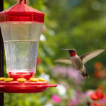 The Exact Time to Refill Hummingbird Nectar in Warm Weather (It's Sooner Than You Think)