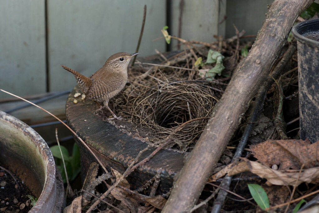 The Weird Reason Wrens Choose the Ugliest Spot in Your Yard to Nest (It's Genius, Actually)