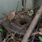 The Weird Reason Wrens Choose the Ugliest Spot in Your Yard to Nest (It's Genius, Actually)