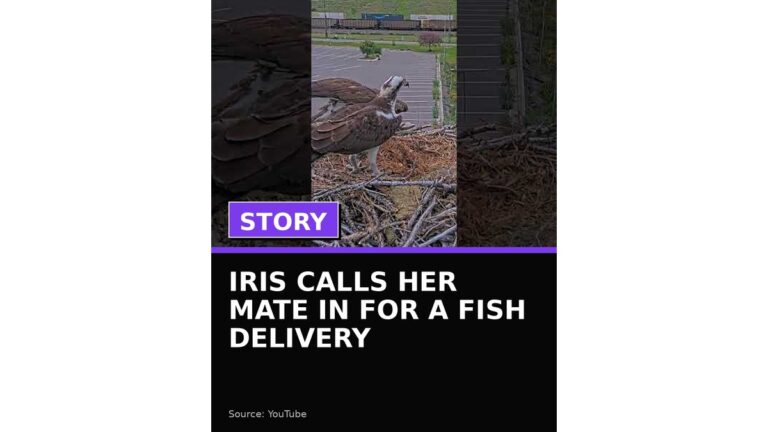 iris calls her mate in for a fish delivery wp featured 3