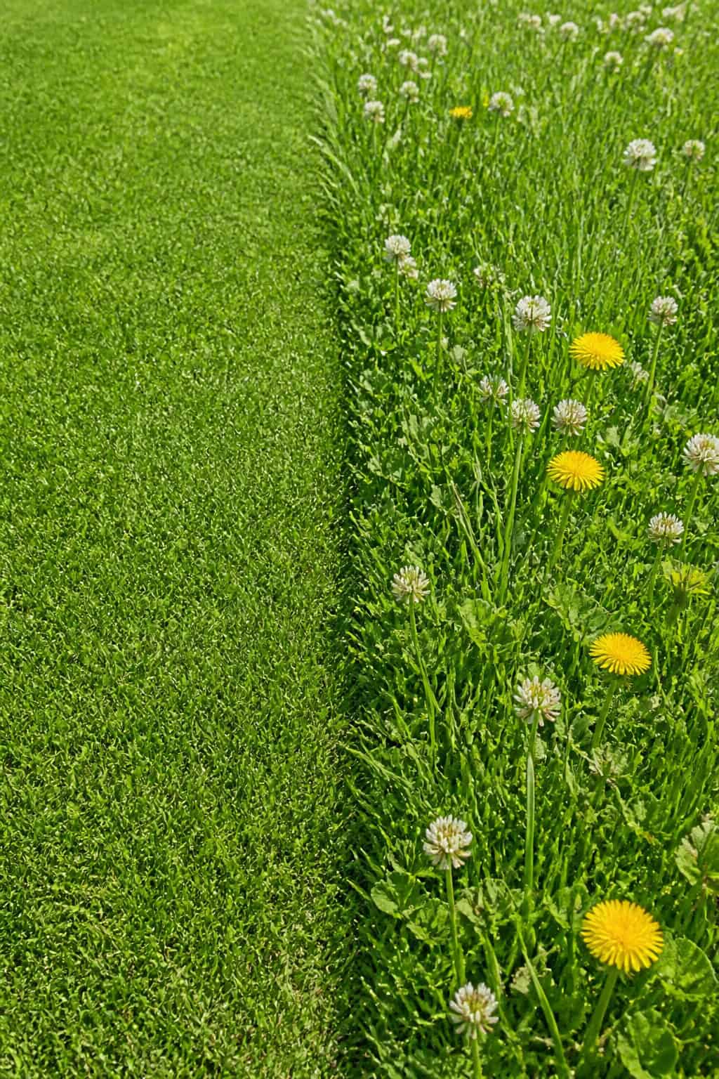 A close-up view of tall grass and clover growing next to a neatly mowed lawn.