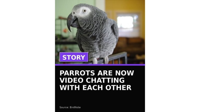 parrots are now video chatting with each other wp featured