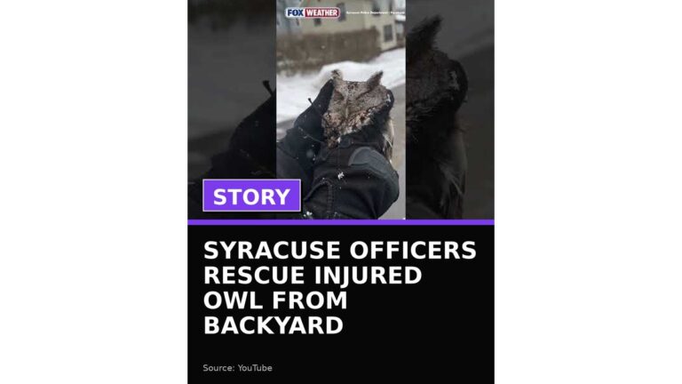 syracuse officers rescue injured owl from backyard wp featured 3