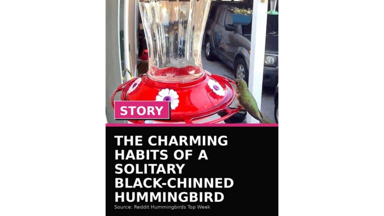 the charming habits of a solitary black chinned hummingbird wp featured