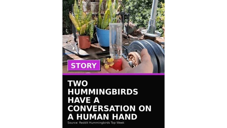 two hummingbirds have a conversation on a human hand wp featured
