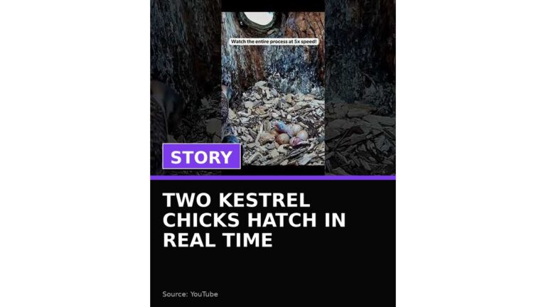 two kestrel chicks hatch in real time wp featured