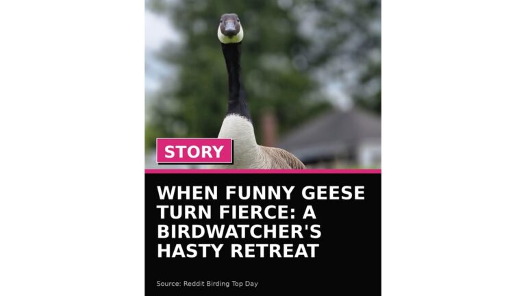 when funny geese turn fierce a birdwatcher s hasty retreat wp featured
