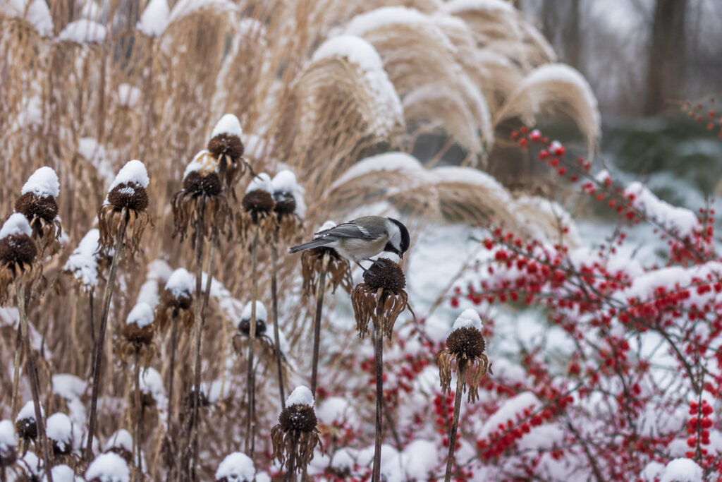 10 Winter Bird Feeding Plants That Work Better Than Expensive Feeders