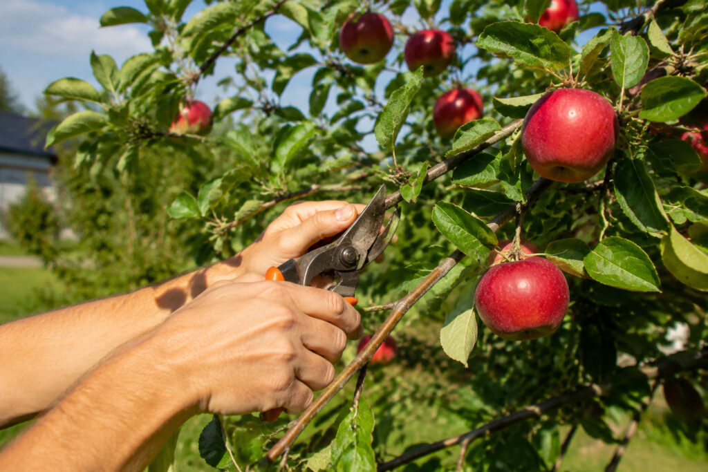 11 Fruit Trees That Triple Their Harvest When You Prune Right After Picking