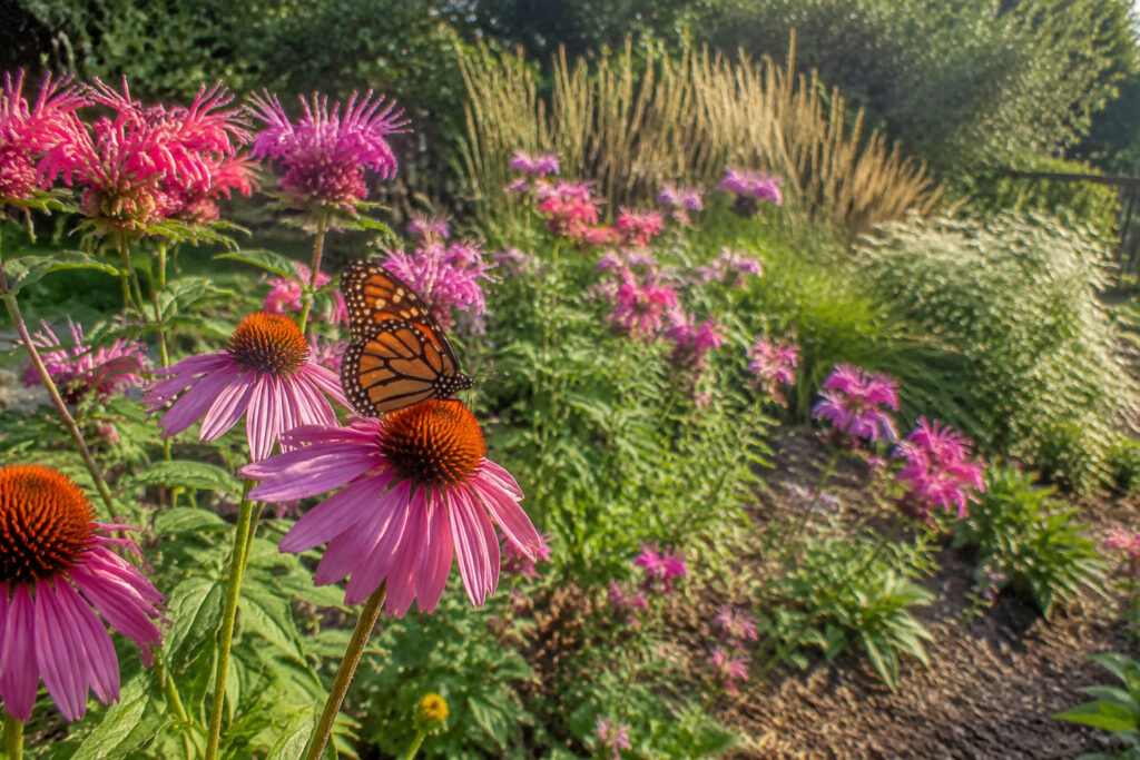 11 Plant Pairings for a Low-Maintenance Pollinator Garden