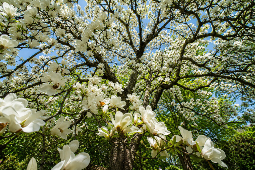 12 Ancient Magnolia Secrets That Will Change How You See These Living Dinosaurs