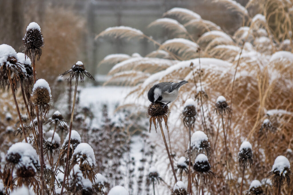 12 Native Plants That Create Winter Bird Buffets When You Stop Cutting Them Down