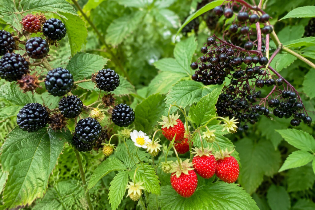 12 Wild Fruits Growing in Your Backyard That Could Replace Your Grocery Bills