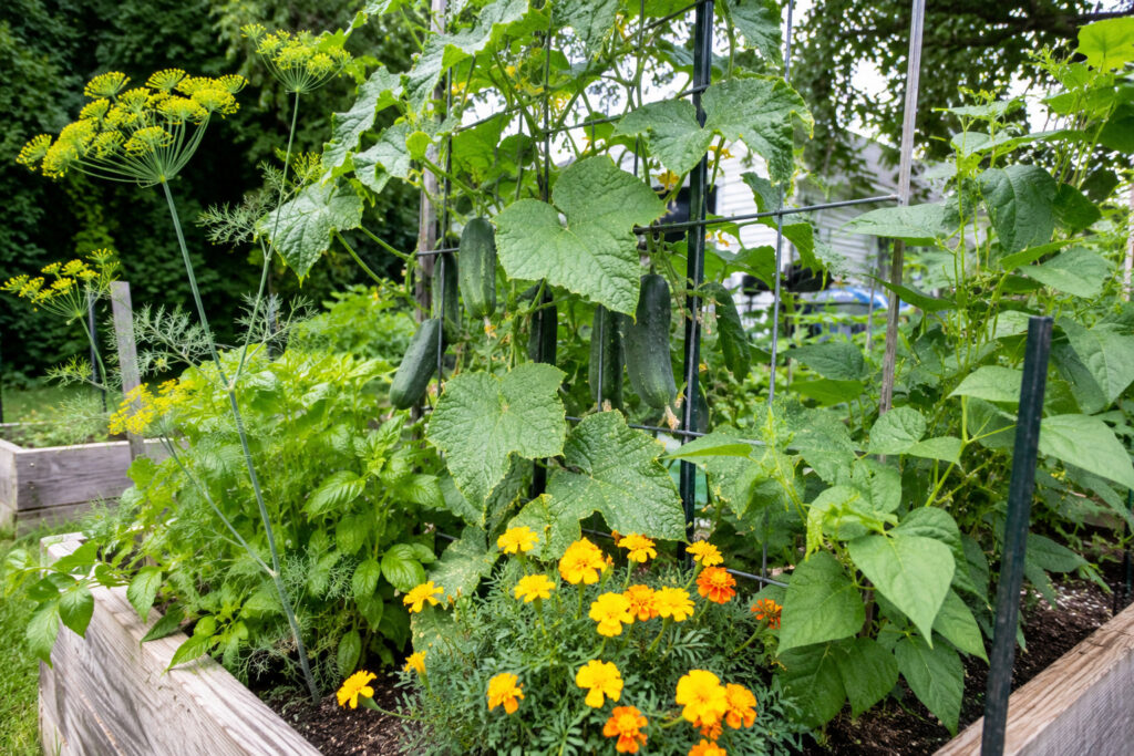 14 Cucumber Companion Plants That Create Garden Magic (Plus the Timing Secrets Most Gardeners Miss)