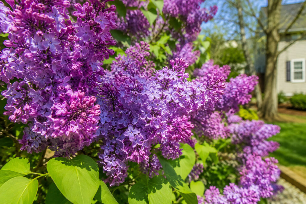 14 Lilac Varieties for a Fragrant Spring Garden