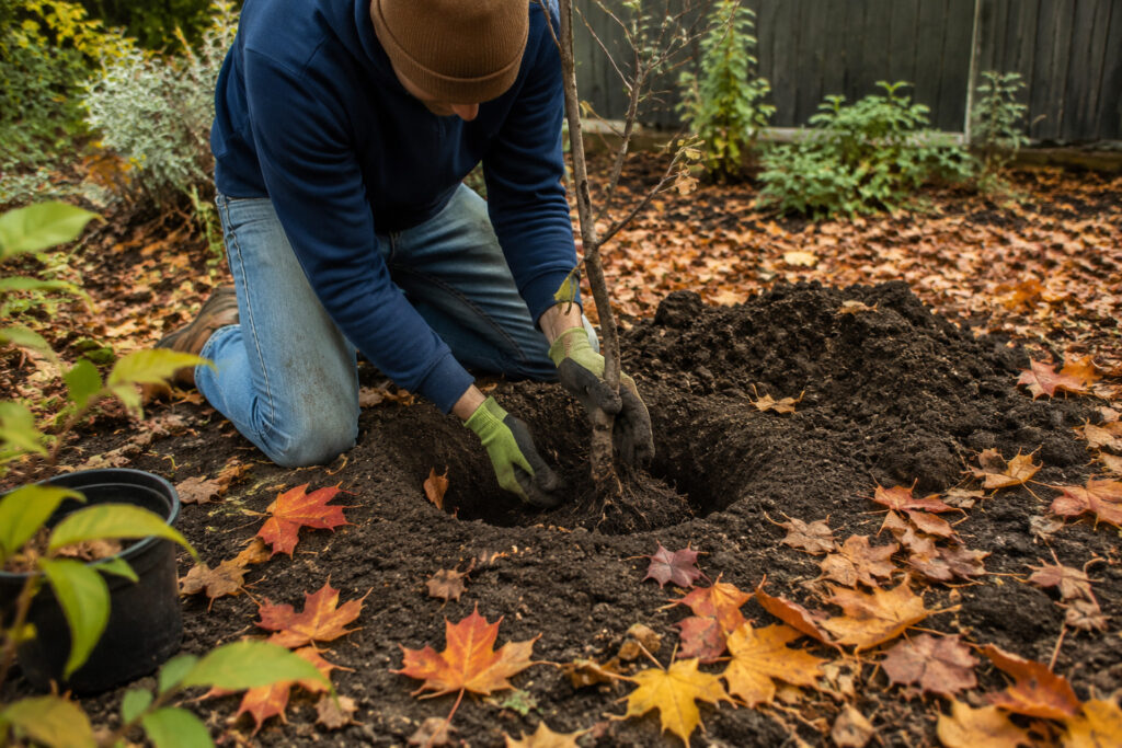 17 September-Planted Trees That Beat Spring Plantings Every Time