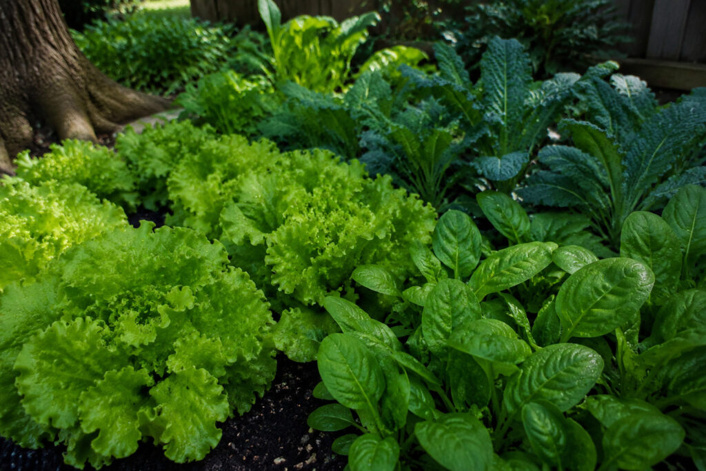 20 Vegetables That Actually Love Shade (And Taste Better For It)