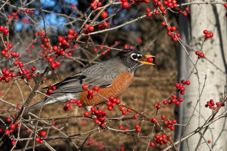 American Robin eating red berries from native winterberry holly shrub