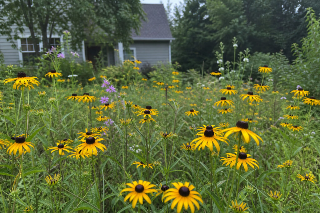native wildflower meadow replacing traditional lawn with Black-eyed Susans blooming