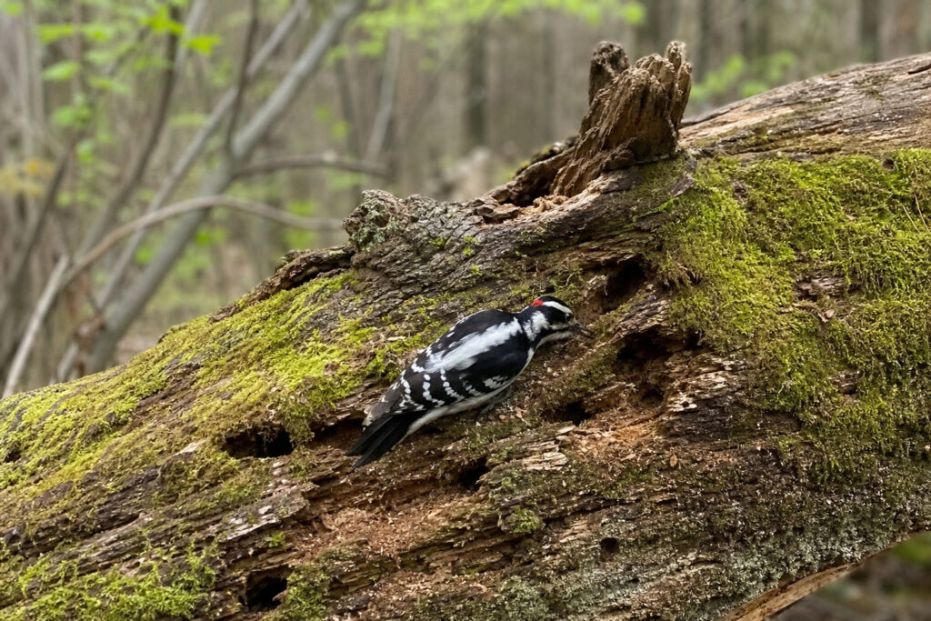 moss-covered fallen log with Downy Woodpecker drilling into soft wood