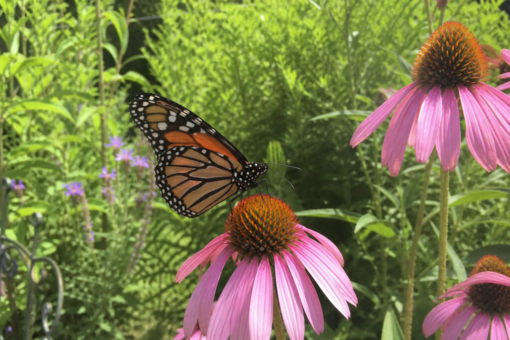 Monarch butterfly resting on native purple coneflower in sunny backyard garden