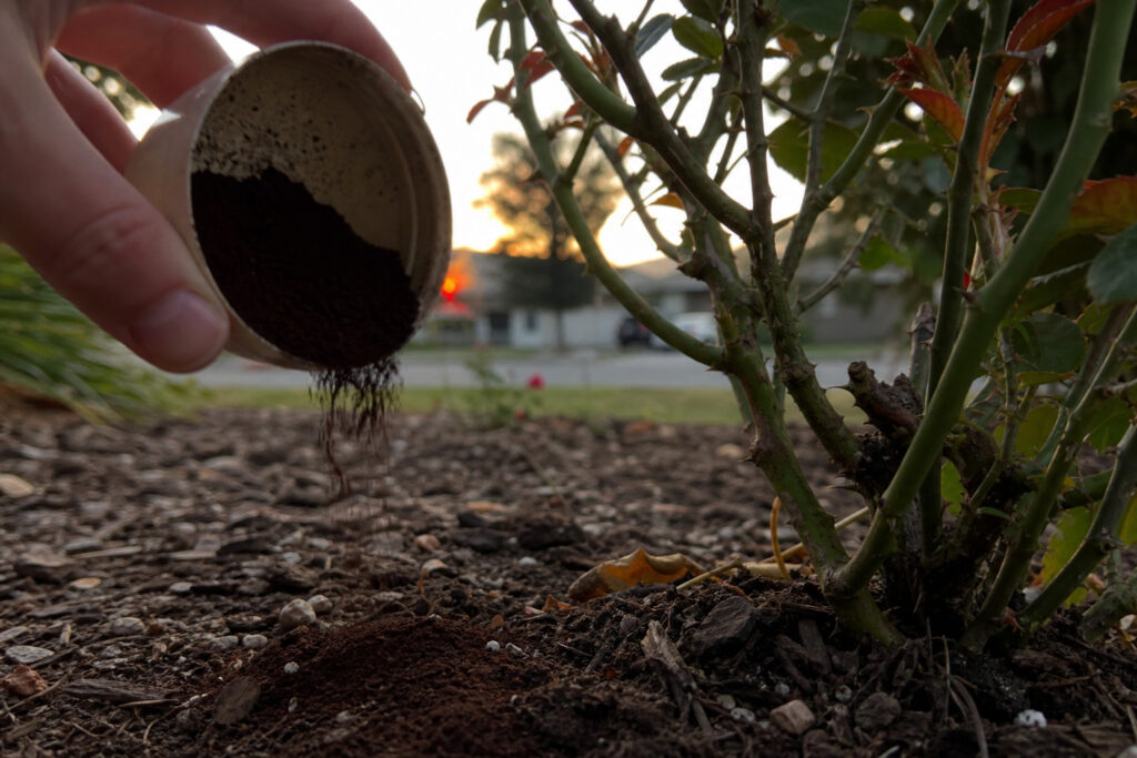 coffee grounds being sprinkled around base of rose bush at dusk