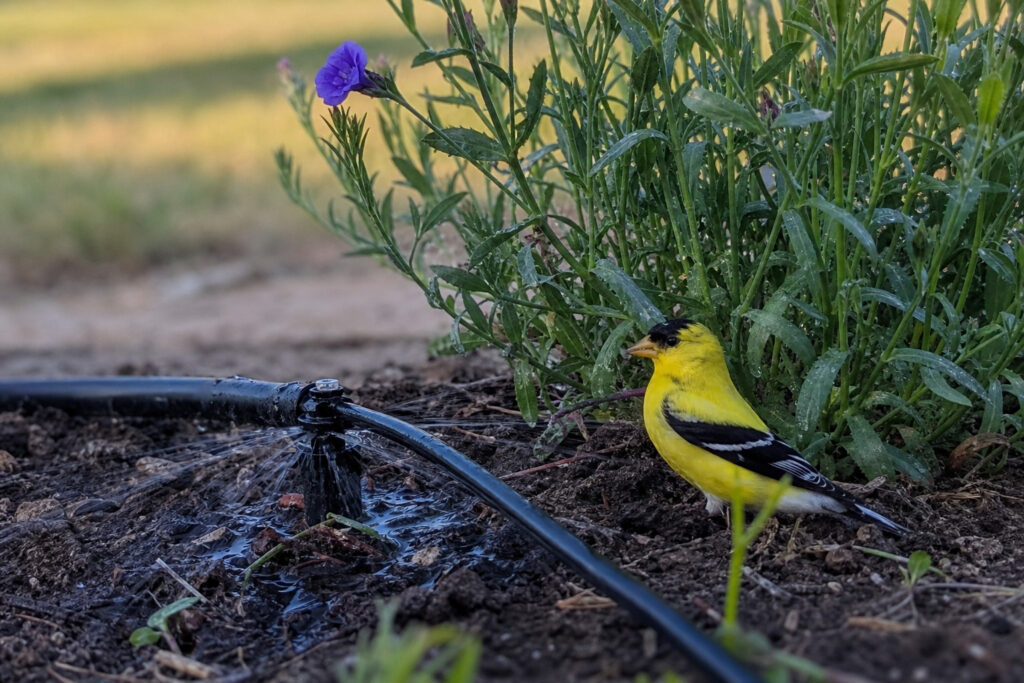 garden drip irrigation running at dusk with American Goldfinch nearby