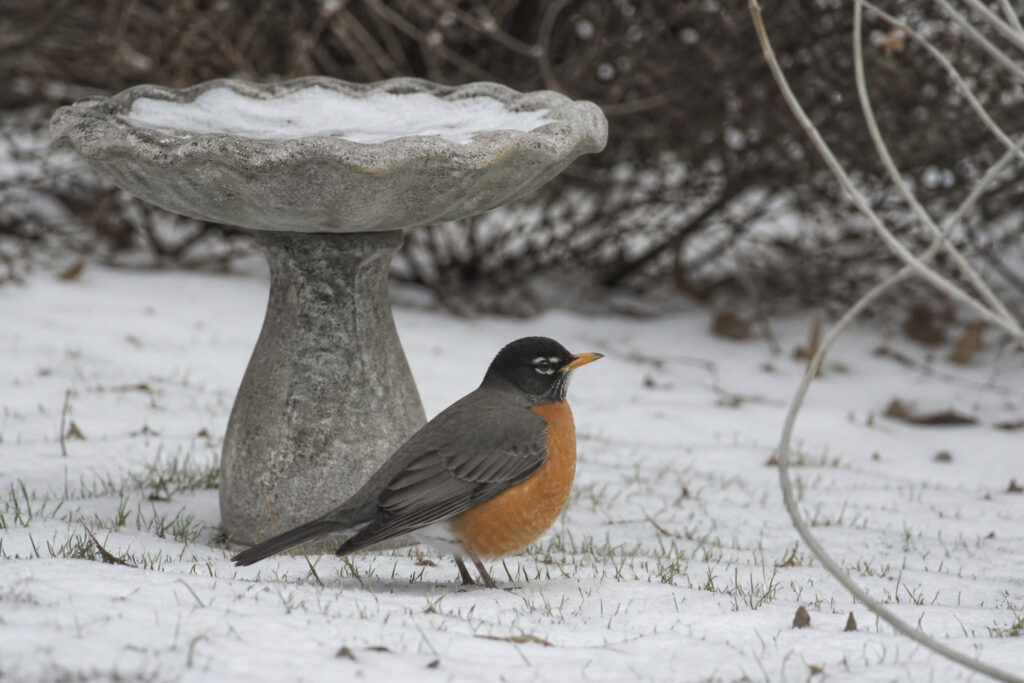 American Robin standing in snow-covered yard with bare frozen birdbath