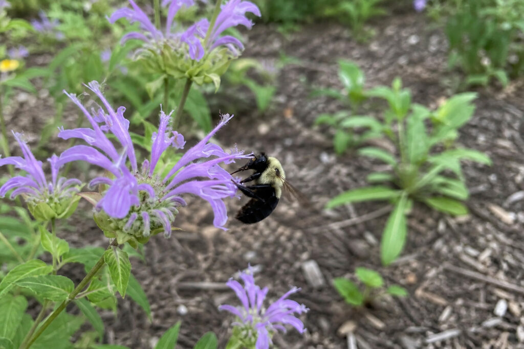 Eastern Bumblebee foraging near garden mulch bed with native wildflowers