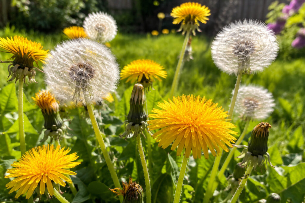 3 Sacred Dandelion Wisdom Teachings That Transform Your Garden (And Your Life)