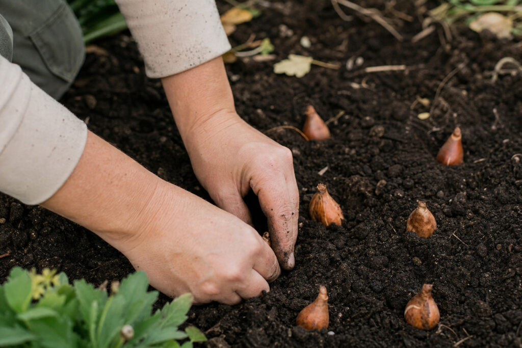gardener hands pressing tulip bulbs into rich October garden soil