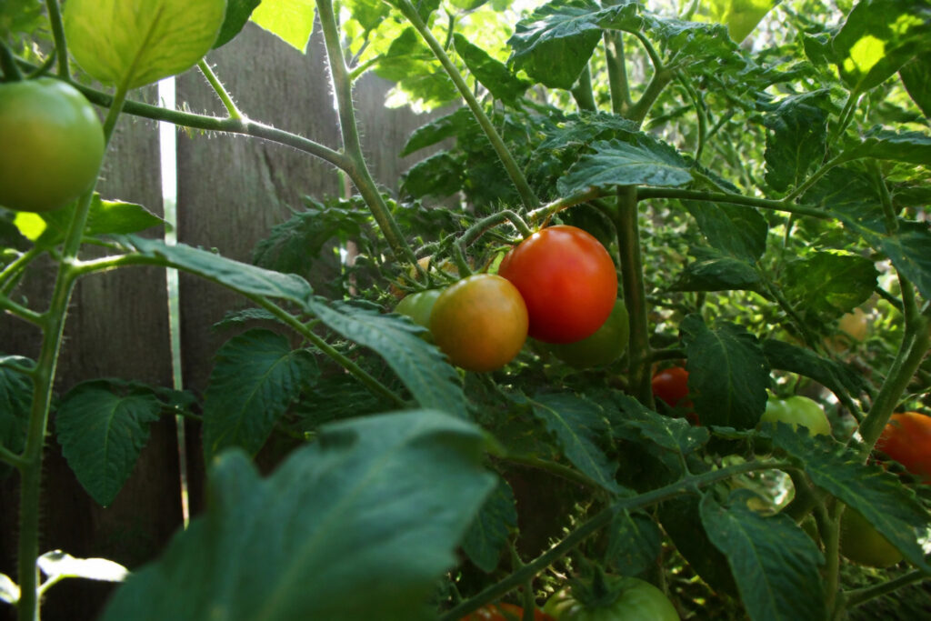 lush tomato plant thriving in dappled shade against wooden garden fence