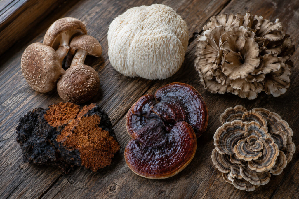 6 Healing Mushrooms That Replace Half Your Medicine Cabinet (And Where to Find Them)