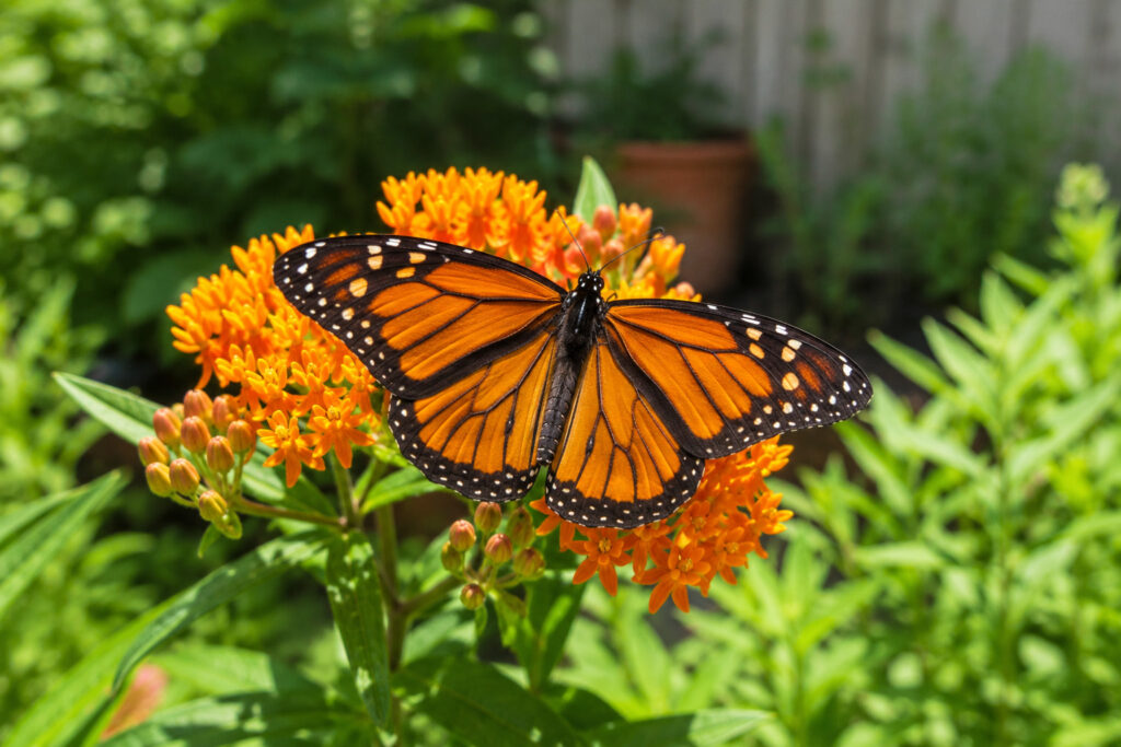 6 Ways to Save Monarch Butterflies This Fall (Without Leaving Your Yard)