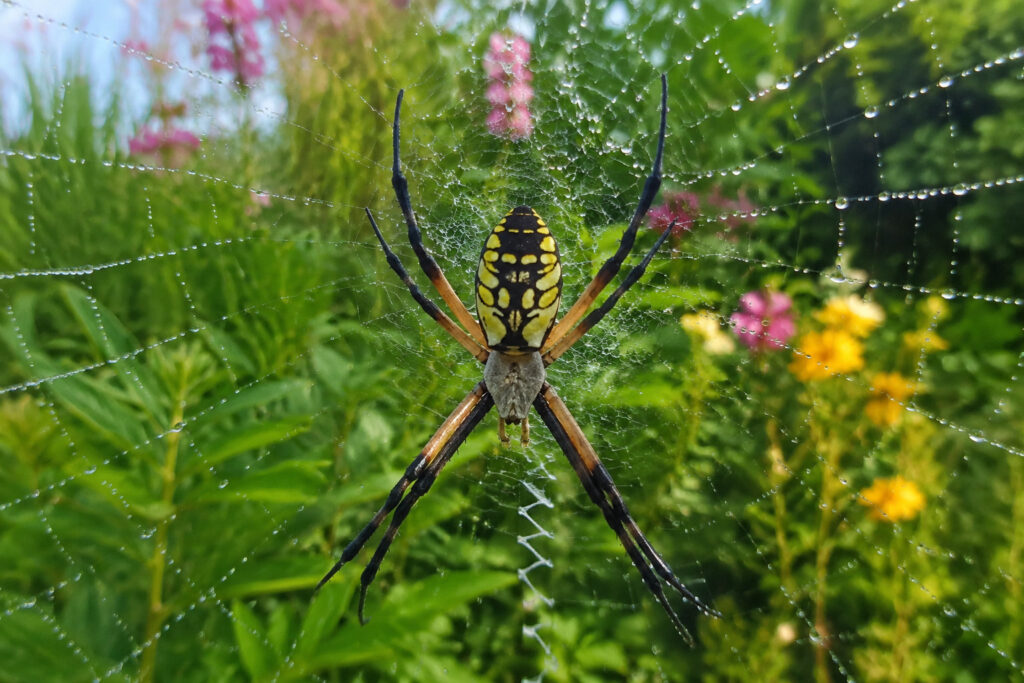 7 Garden Spiders That Work Harder Than Any Pest Control Service (And How to Keep Them Happy)