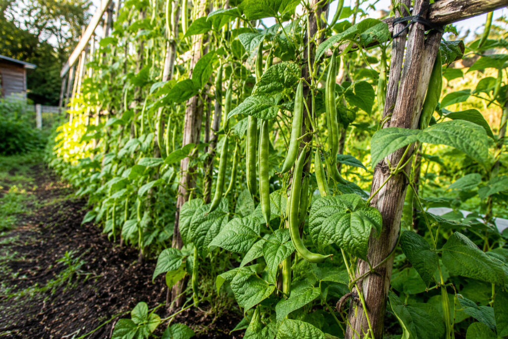 7 Green Bean Growing Secrets That Triple Your Harvest While Everyone Else Struggles