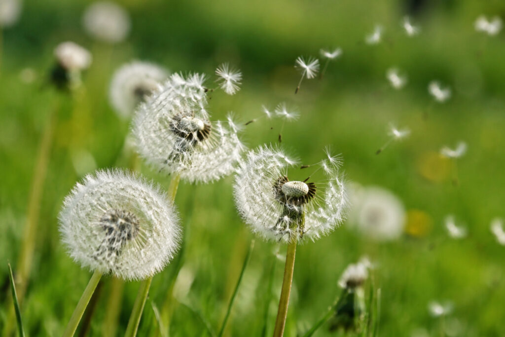How Plants Send Their Seeds Out Into the World