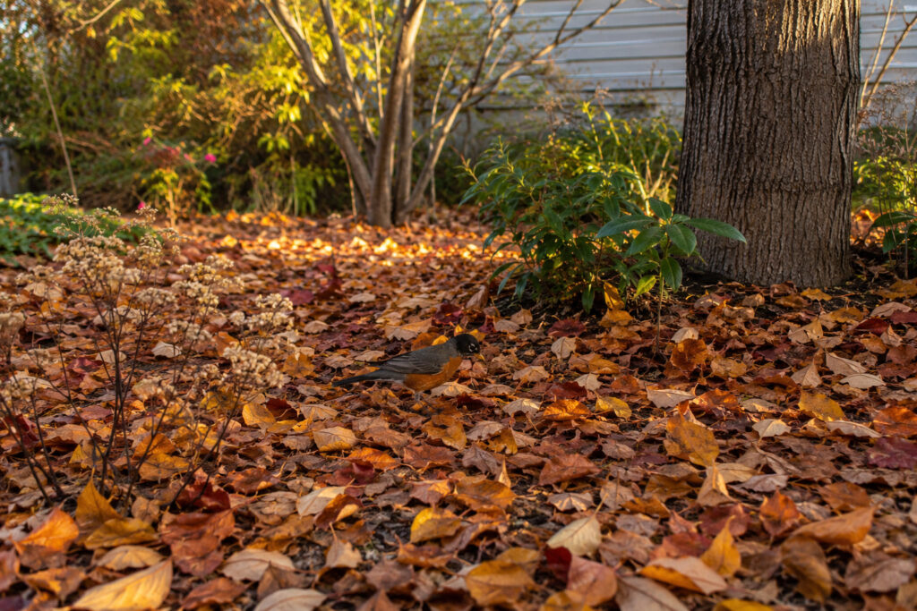 7 Scientific Reasons Why Skipping Leaf Blowers Creates Better Wildlife Habitats